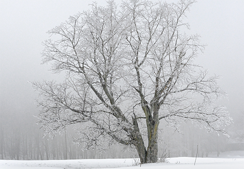 yvan_bedard_-_poussee_de_givre_-_235_x_235-thumb Bédard, Yvan