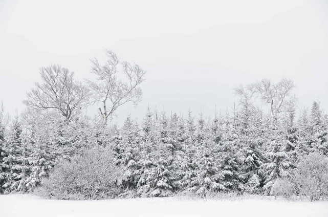Photographie représentant une forêt en hiver