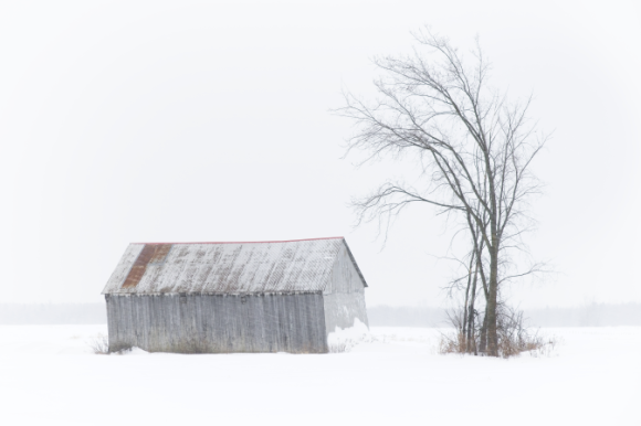 Photographie représentant une grange et un arbre en hiver