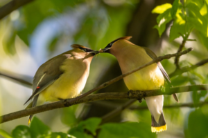 Photographie représentant deux oiseaux sur une branche