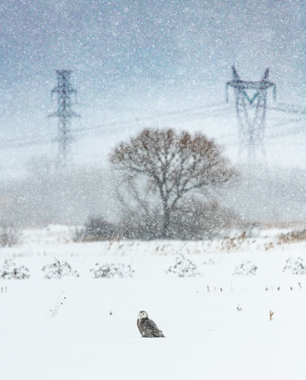 Photographie représentant un harfang dans un paysage enneigé